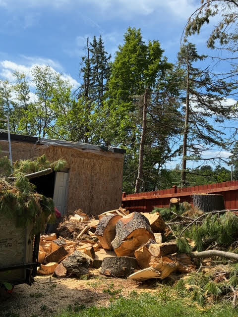 Cut logs and branches during a Bear Paws tree removal cleanup